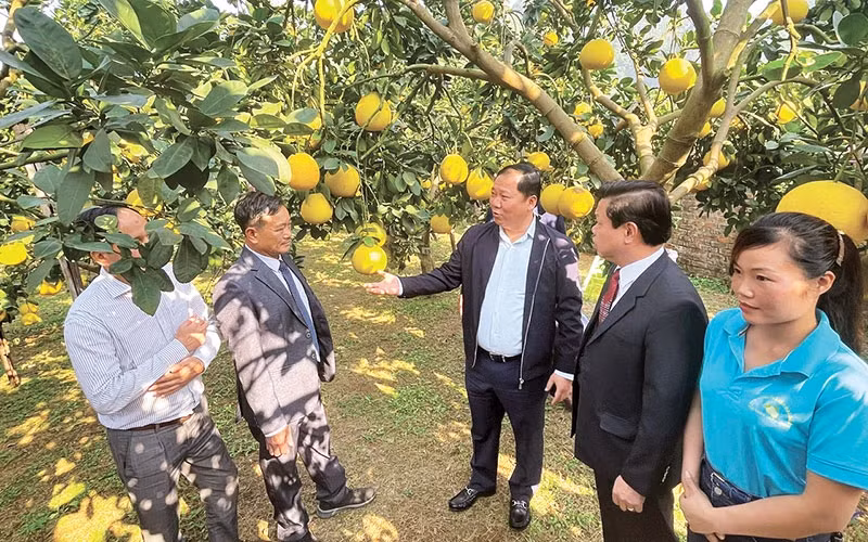 预计2024~2025作物年度，和平省达到出口标准的柚子产量300吨以上。