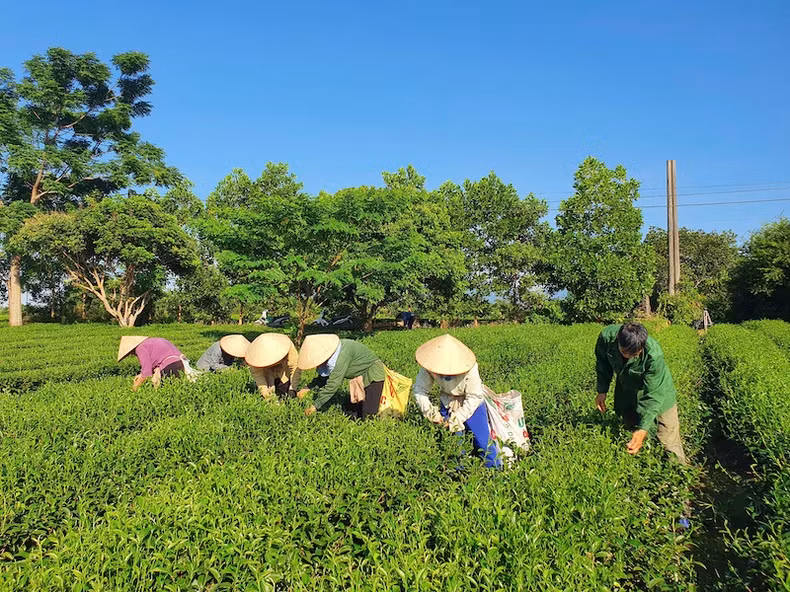 新鲜的嫩茶芽按照“一芽两叶”的标准采摘。