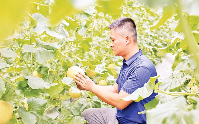 宣光省山阳县抗日乡的哈密瓜种植模式采用高科技，降低了生产成本。