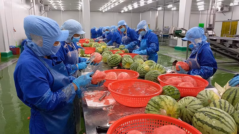 向阿联酋出口水果和蔬菜具有很大的增长潜力。图中：在前江省Thabico食品工业股份公司进行西瓜加工。（阮事 摄） 