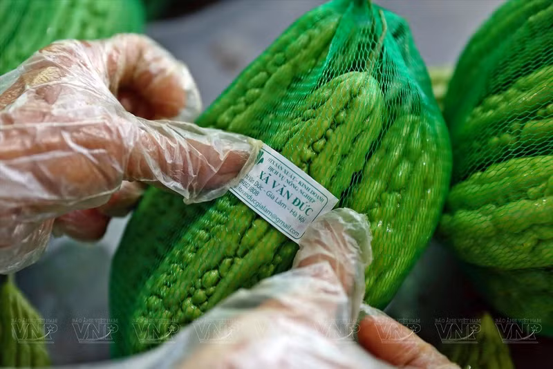 文德安全蔬菜专业合作社的所有蔬果产品在上市前都贴有安全标签和可追溯性标签。