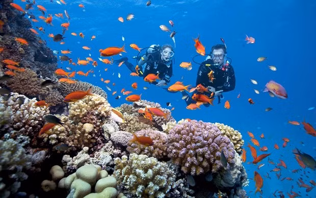 富国岛丰富多样的海洋生物系统。 富国岛丰富多样的海洋生物系统。