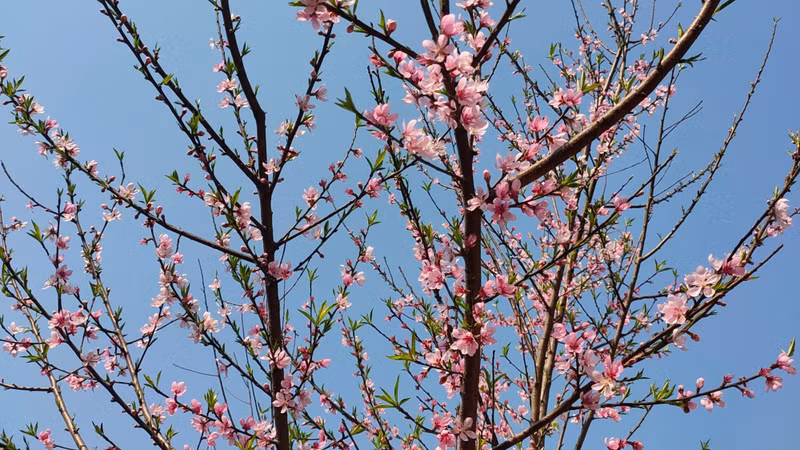 桃花之美点缀春天的色彩。