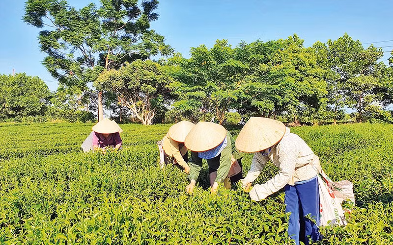 农民在广宁省海河县广龙乡收获茶叶。