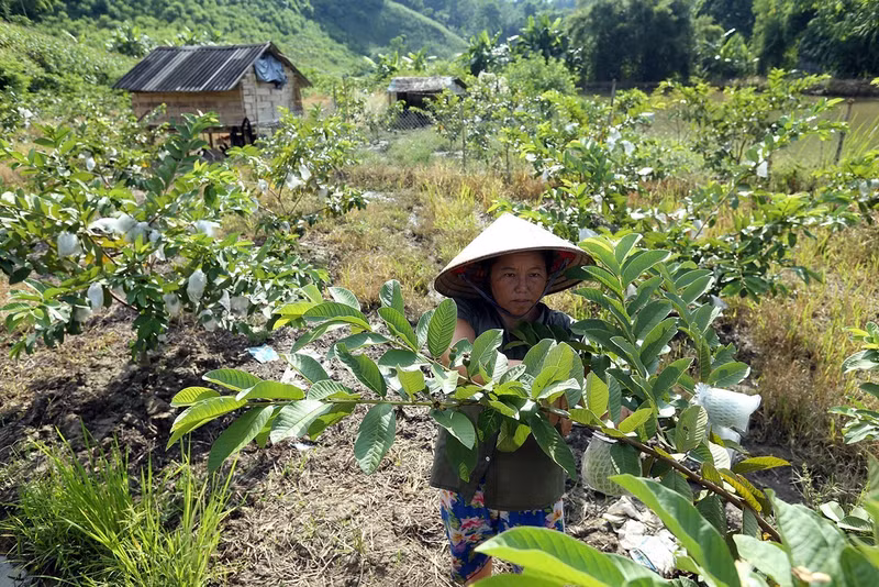 栘𣐿果树种植户均获得稳定的收入来源，并逐步摆脱了困境。（图片来源：越通社）