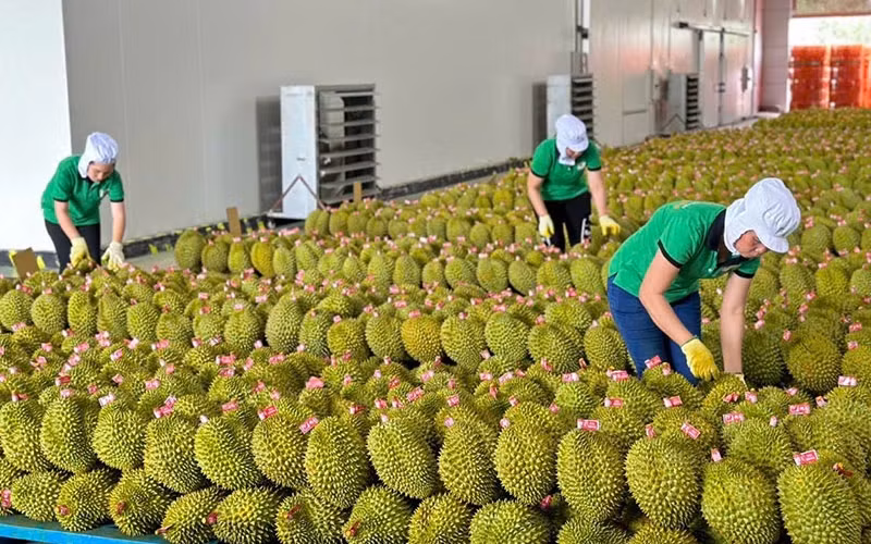 获得正式出口许可后，对中国的榴莲出口量强劲增长。
