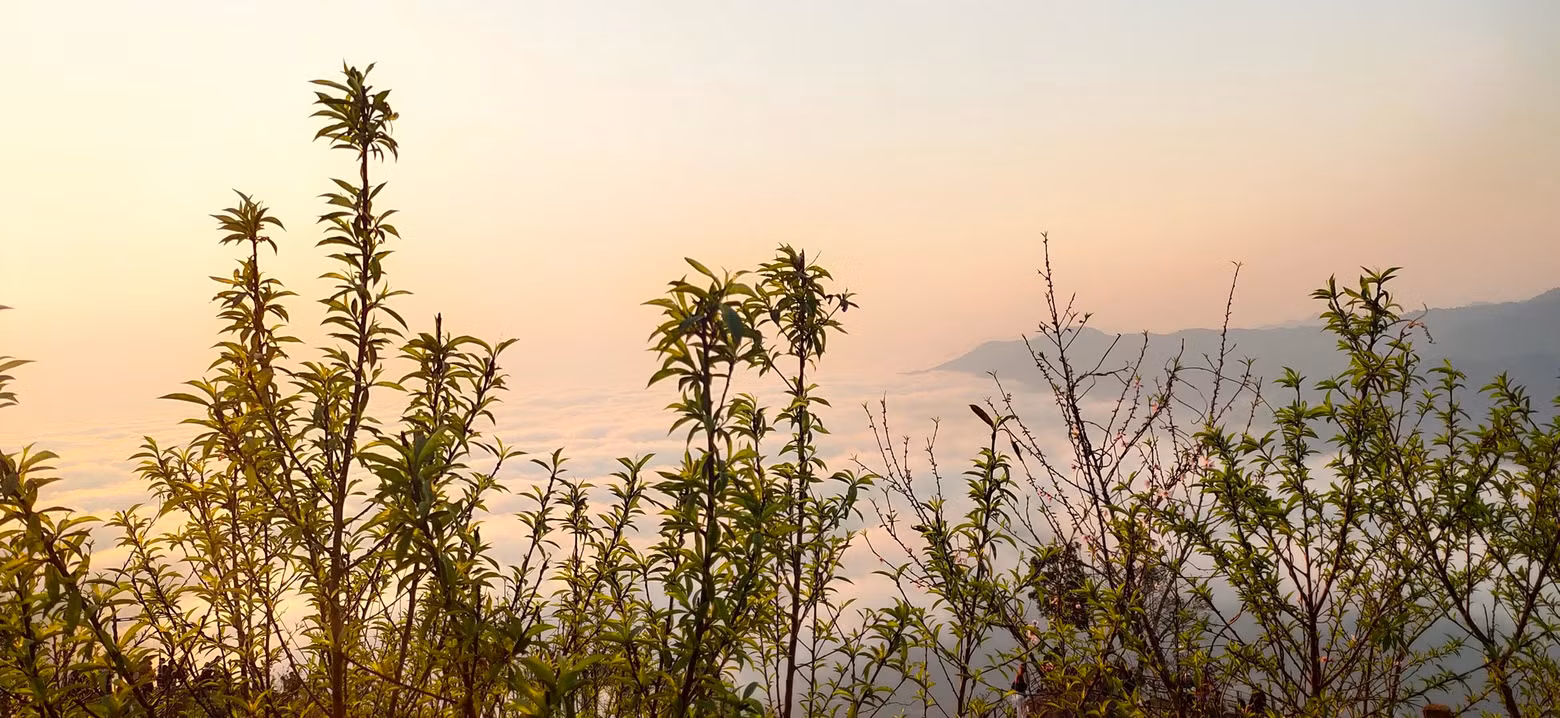 桃花之美点缀春天的色彩。
