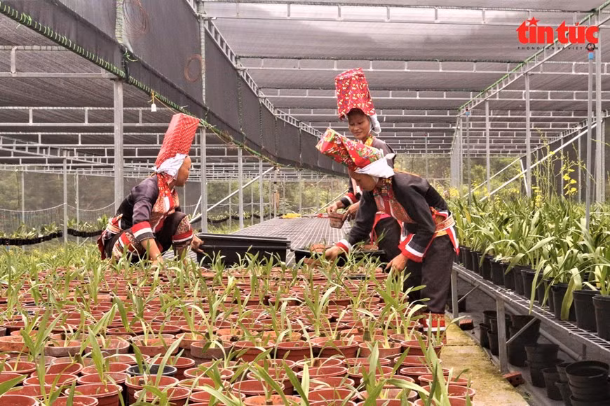 同文乡少数民族同胞在平辽花卉合作社栽培各种花卉盆景。