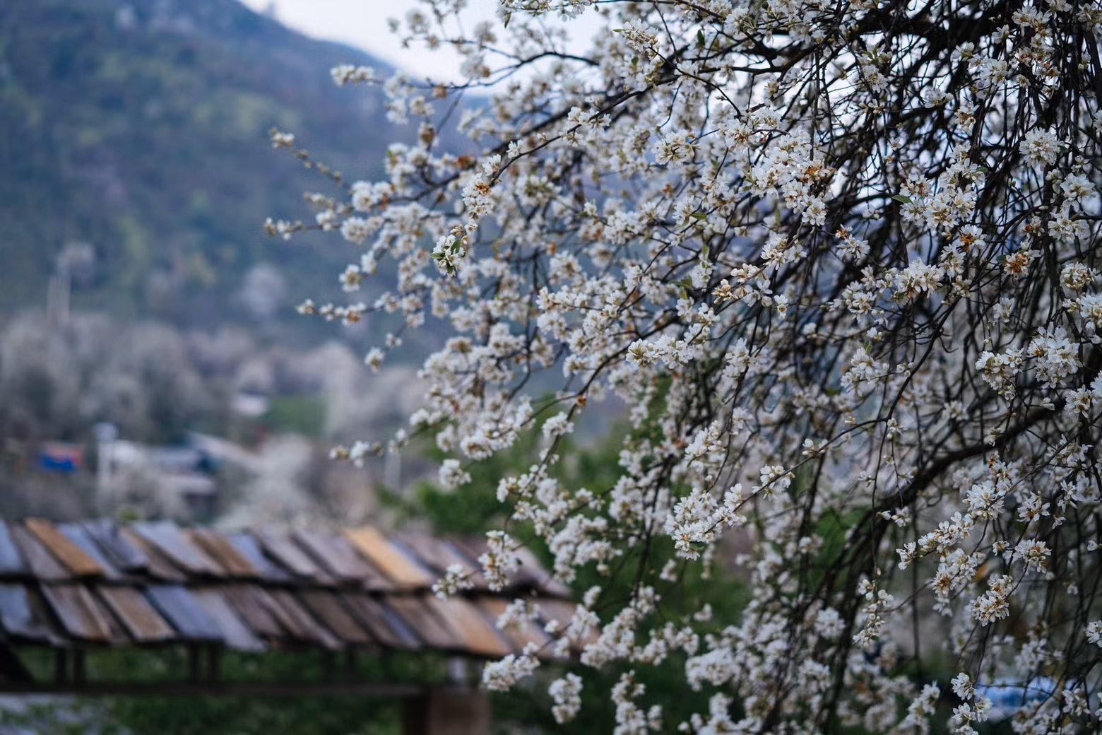 漫山遍野的山楂花迎风盛开。