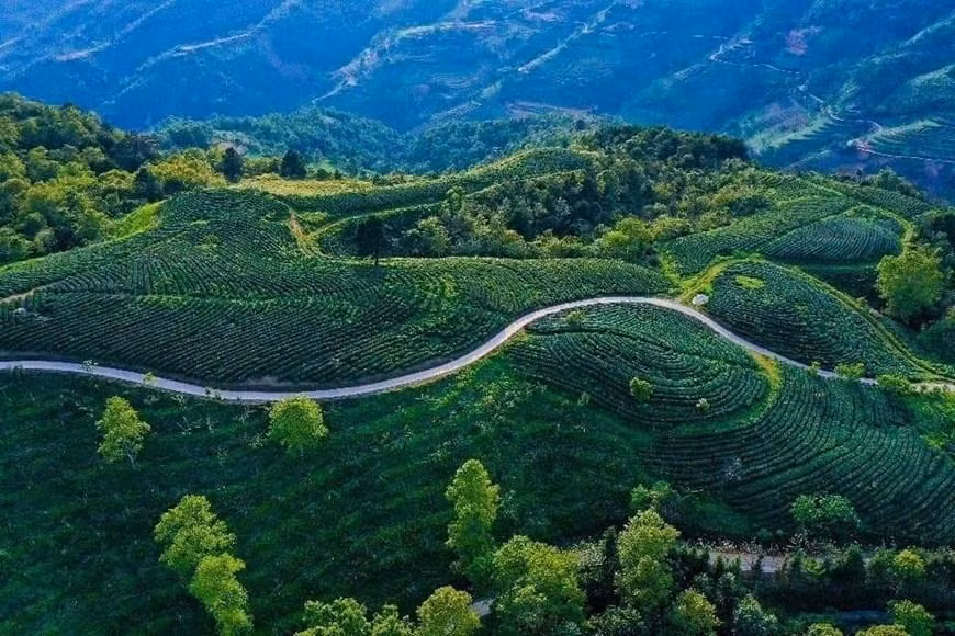 原平县成功乡重叠秀美的茶山。（图片来源：越通社）
