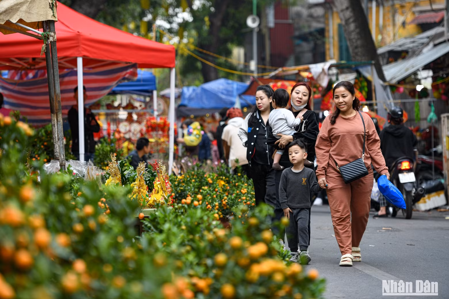 梳街春节花卉市场上摆满了四连金桔。