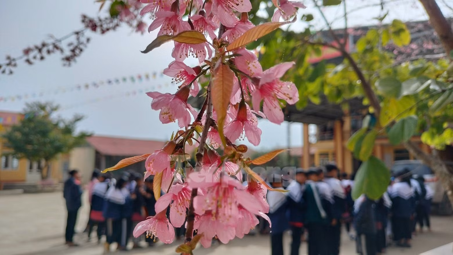 野桃花铺就赫蒙族致富路。(图片来源:先锋报) 野桃花铺就赫蒙族致富路。(图片来源:先锋报)