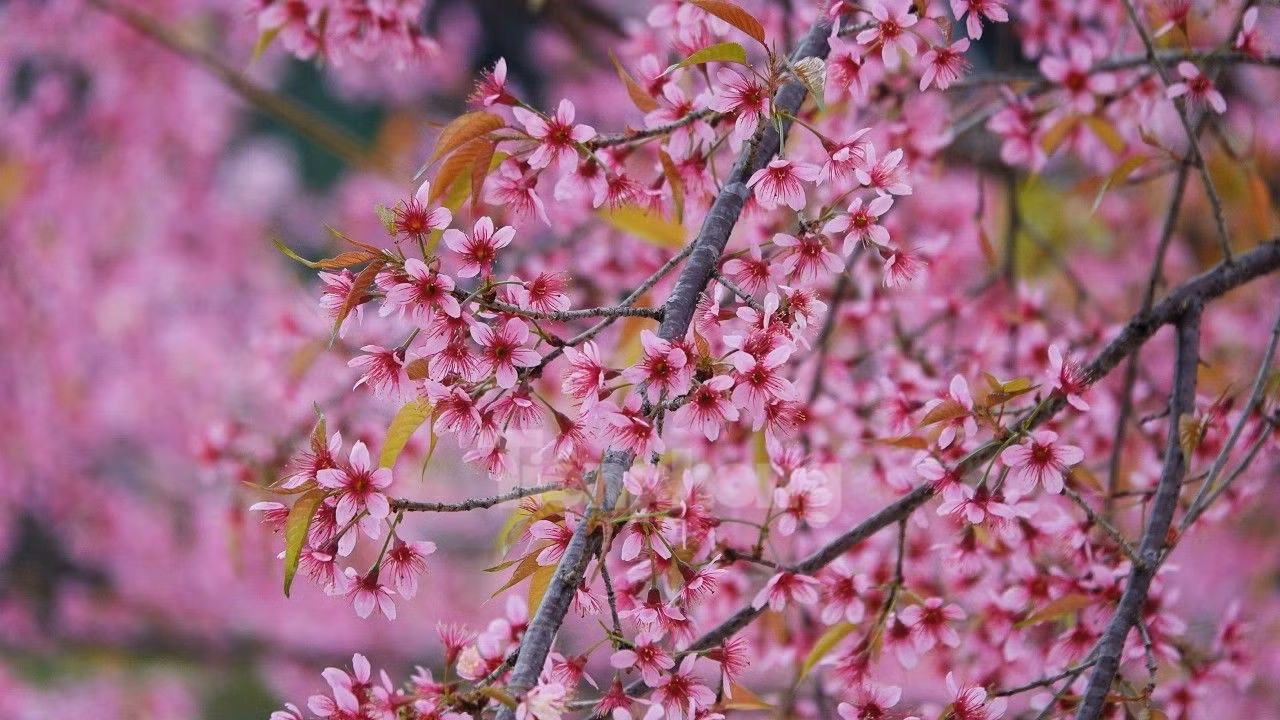 野桃花铺就赫蒙族致富路。(图片来源:先锋报) 野桃花铺就赫蒙族致富路。(图片来源:先锋报)