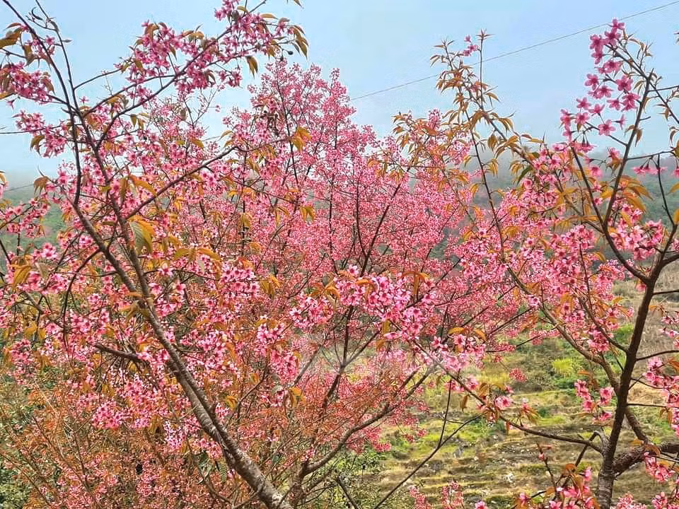 野桃花铺就赫蒙族致富路。(图片来源:先锋报) 野桃花铺就赫蒙族致富路。(图片来源:先锋报)