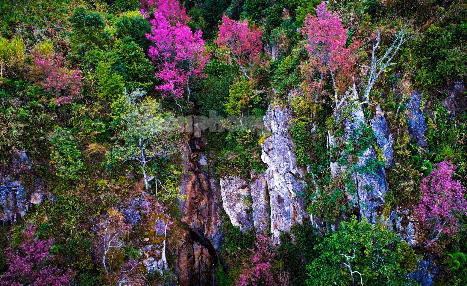 野桃花铺就赫蒙族致富路。(图片来源:先锋报) 野桃花铺就赫蒙族致富路。(图片来源:先锋报)