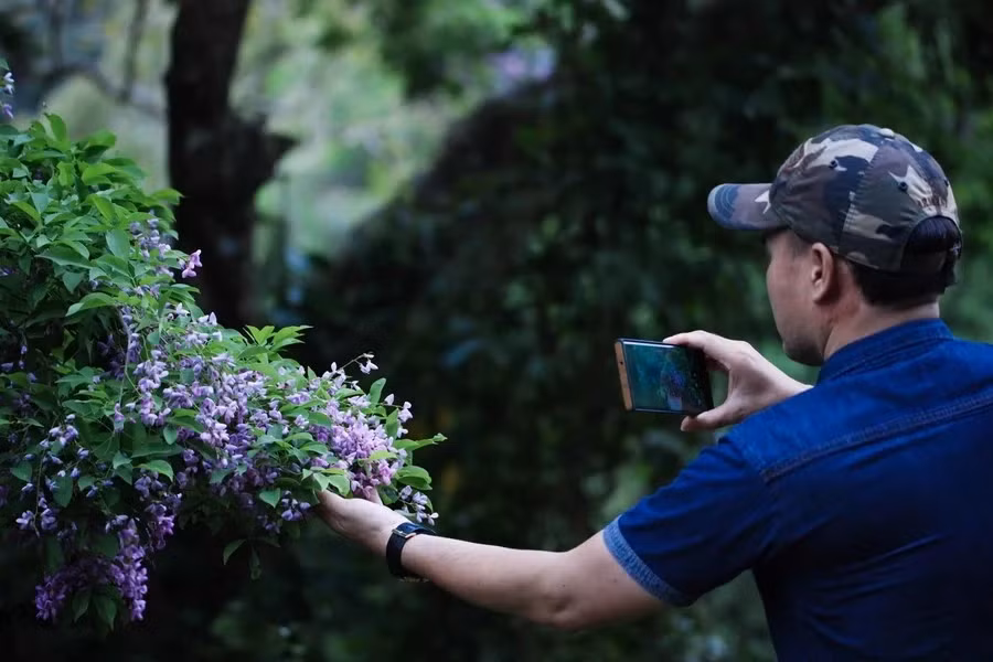 岛闹鱼花属于豆科植物。（图片来源：越通社）