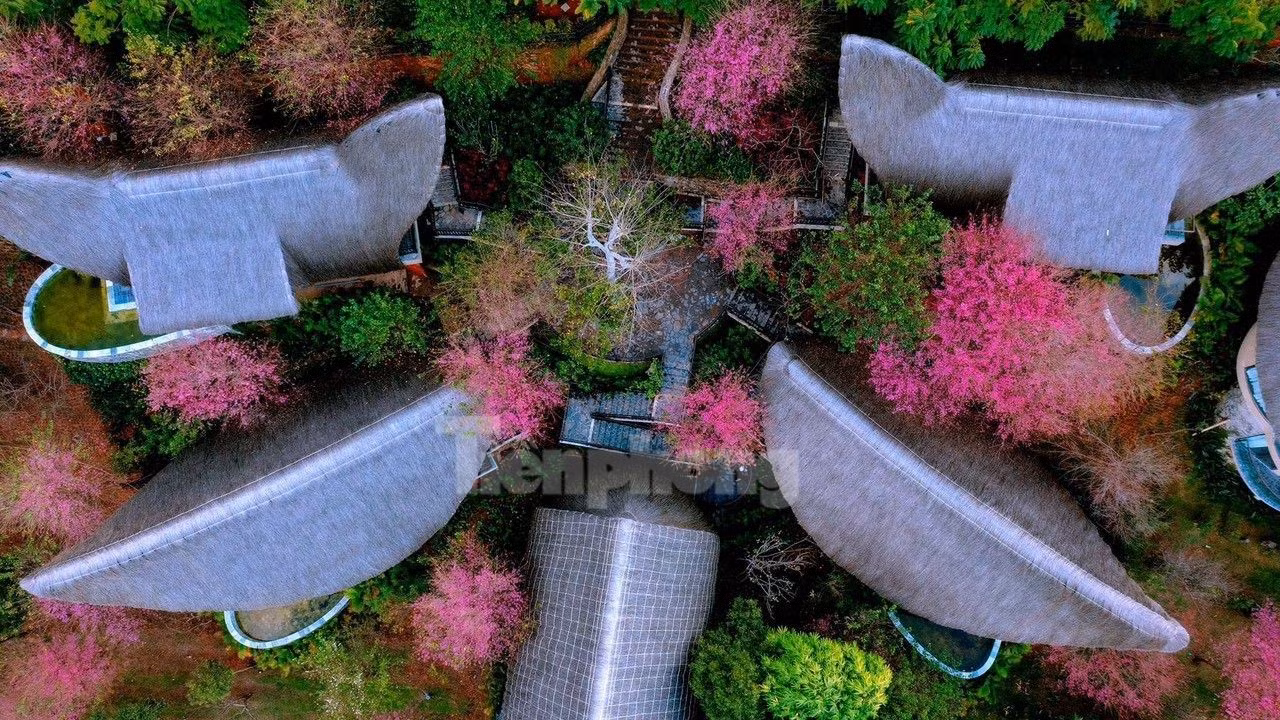 野桃花铺就赫蒙族致富路。(图片来源:先锋报) 野桃花铺就赫蒙族致富路。(图片来源:先锋报)