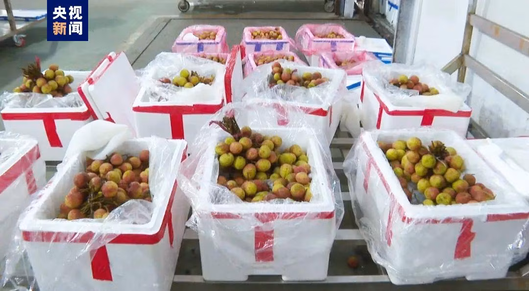 出口到中国的越南鲜荔枝。（图源：央视新闻）
