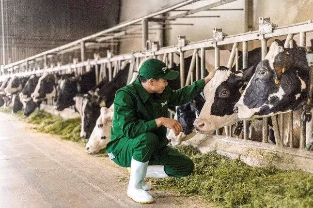 Vinamilk目前在越南管理14家工厂和14个农场的系统，其中包括3个Green Farm生态农场。