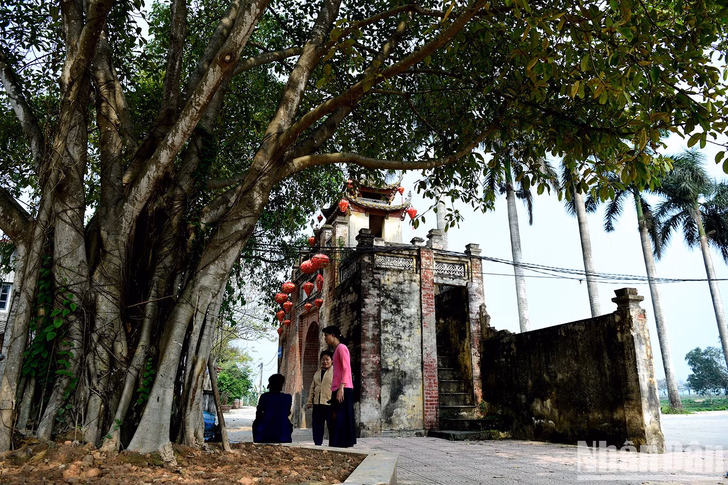 约礼村的古榕树历经岁月沧桑，盘根错节紧抱大地，枝繁叶茂，为村庄投下浓荫。它们不仅是历史的见证者，更融入文化的流转，承载并滋养着传统价值，使过去与现在同频共鸣，延续不息。