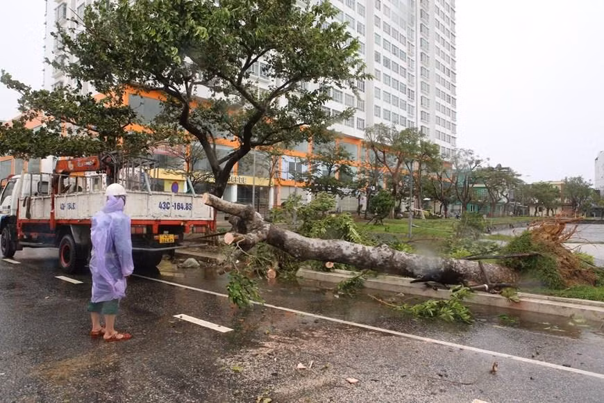 岘港市多条街道大量树木被第四号台风吹倒。