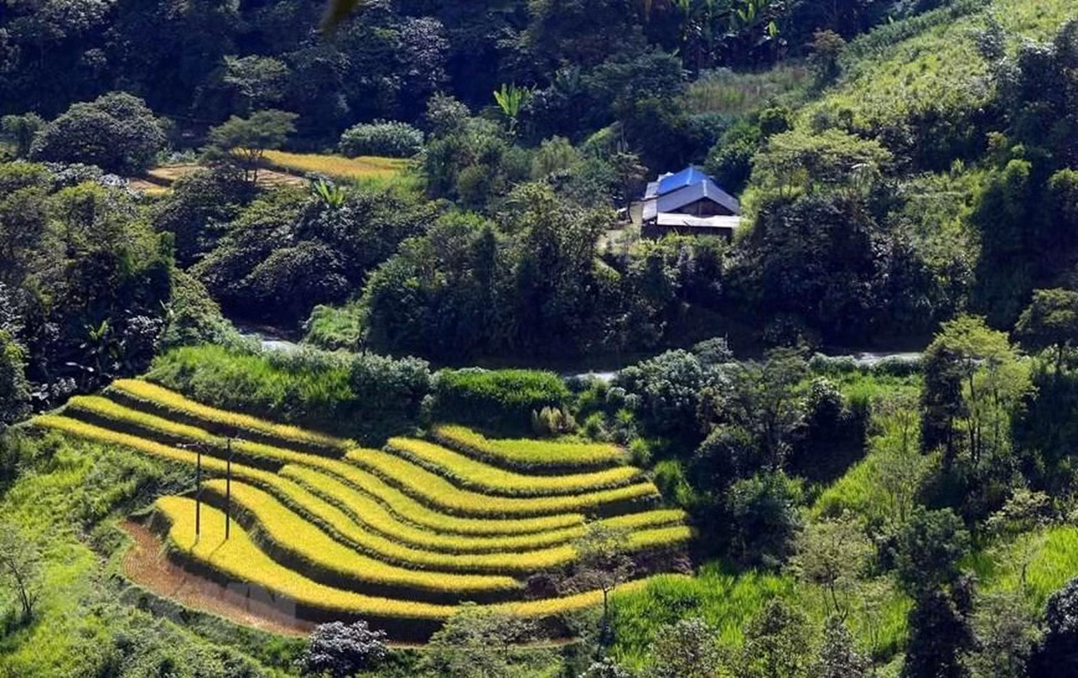 成熟稻米的金黄色在丰富的自然景观中创造了美丽的彩色画面。