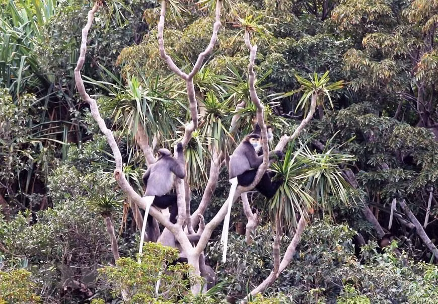 走进主山世界生物圈保护区，领略自然之美（组图） ảnh 1