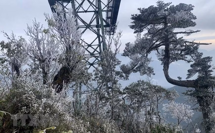 老街省番西邦峰顶出现雾凇景观【组图】 ảnh 2