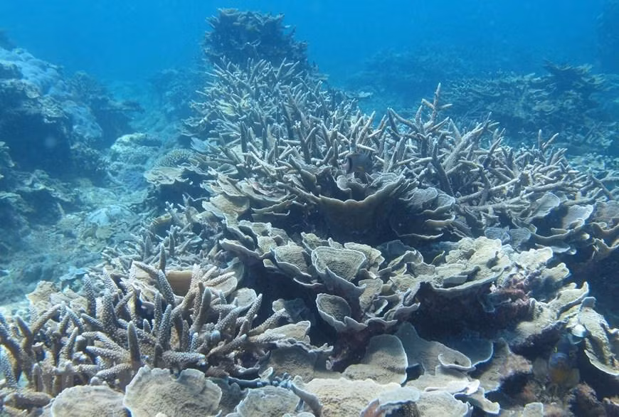 主山生物圈保护区是350 多种珊瑚、数百种海洋动物的栖息之地。
