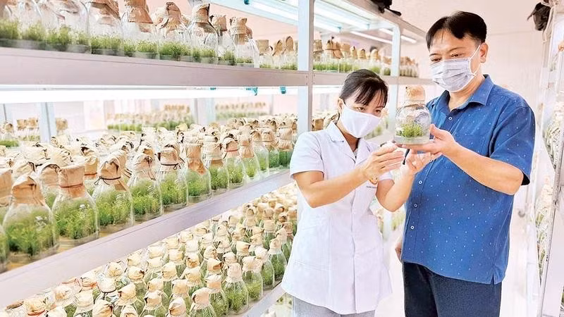 新潮大学实验、实践与技术转移中心通过组织培养技术培育的种苗。（海钟 摄）