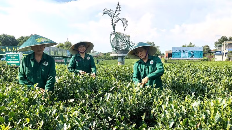 太原省好达茶叶合作社将数字化技术应用于部分生产环节，以提高生产效率。（原福 摄）