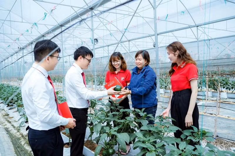 越南多家银行提供绿色信贷服务，鼓励顾客加大对高新技术农业生产的投资力度。（凯歌 摄）