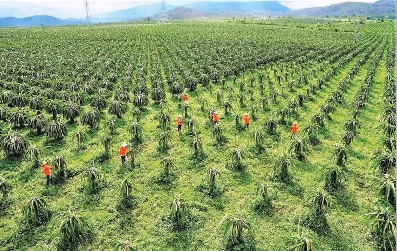 林同省果农大力推广新品种种植，为火龙果产业开辟新的增长空间，推动产业实现新突破。