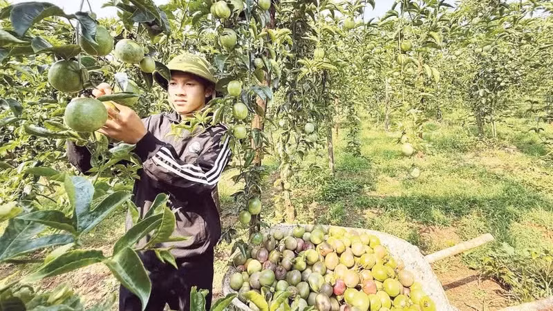 在嘉莱省亚赫荣（Ia Hrung ）乡收获百香果。（明英 摄）