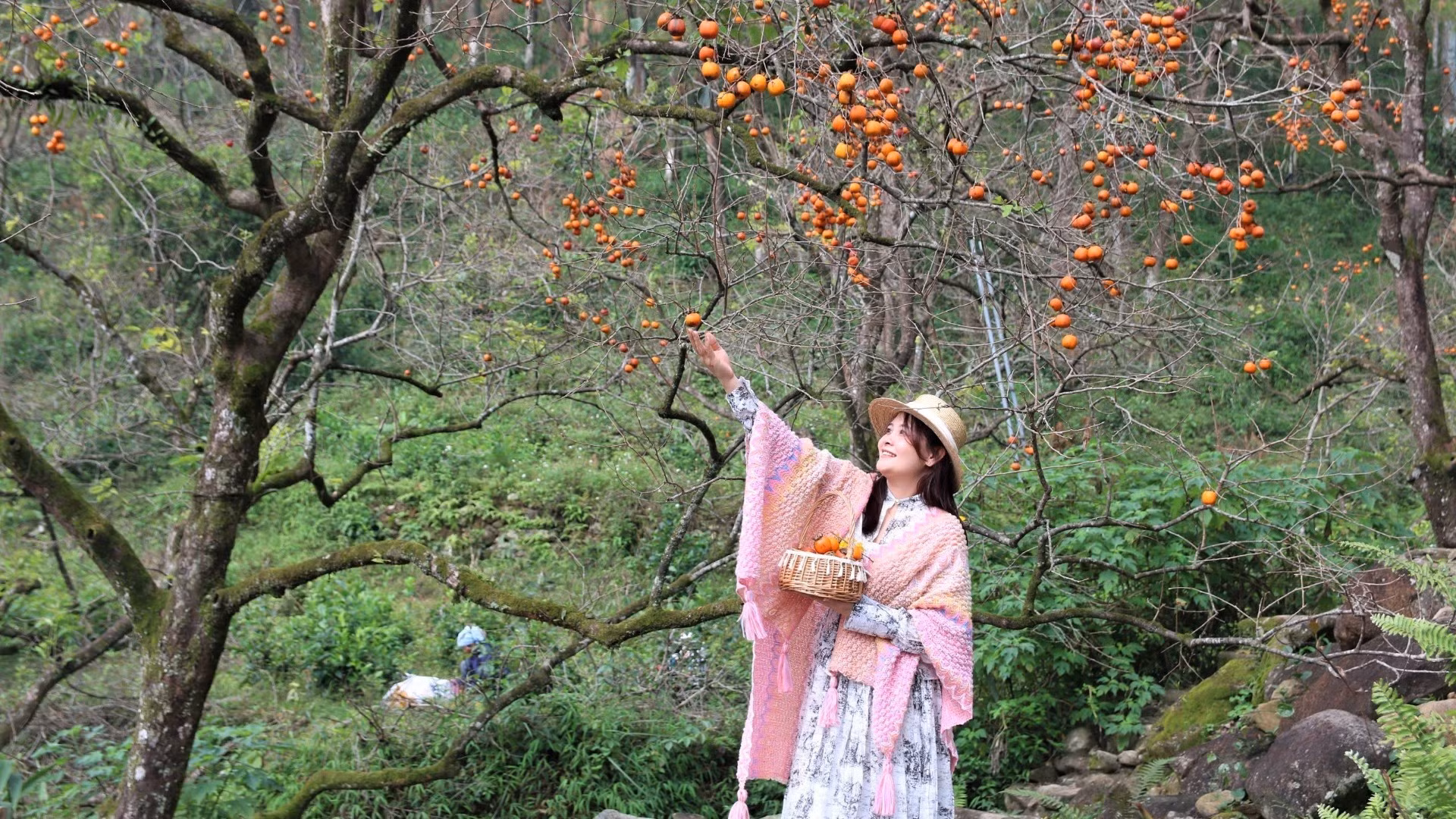 柿子园果实成熟，色泽鲜艳，沿大惠灵山山坡绵延展开。
