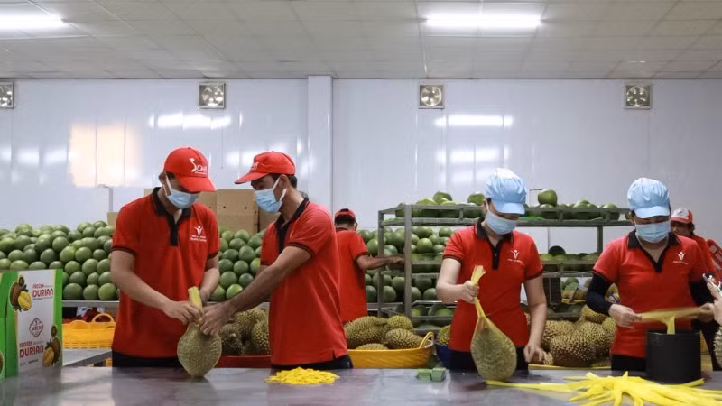 Vina T&T公司的新鲜水果出口活动。