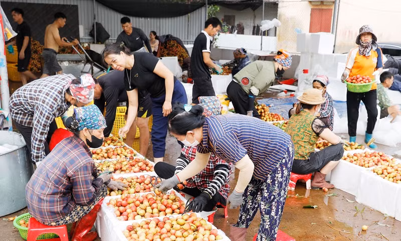 北宁省福和乡农民对荔枝进行加工。